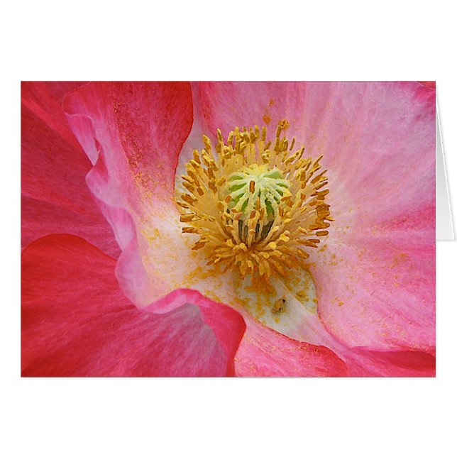 Mohnblume (Vorderseite (Horizontal))