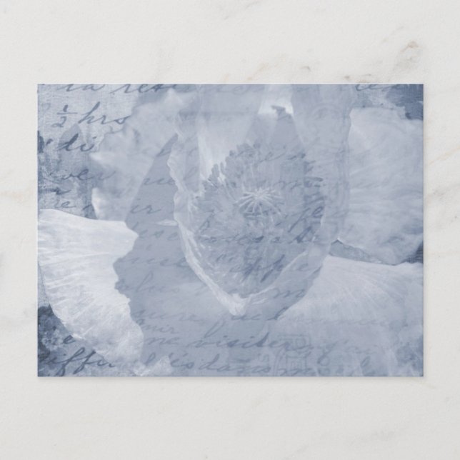 Mohnblume 2 postkarte (Vorderseite)