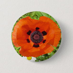 Mohnblume Button