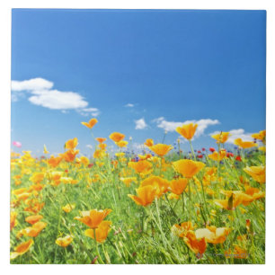 Mohnblume-Feld 2 Fliese