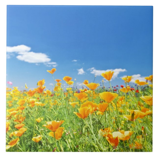 Mohnblume-Feld 2 Fliese (Vorderseite)