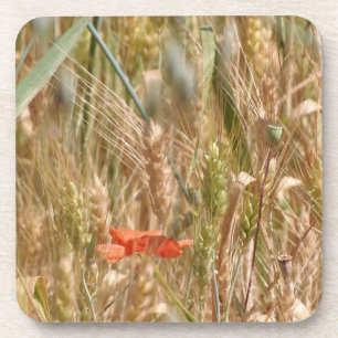 Mohnblume in den harten PlastikUntersetzer eines Untersetzer
