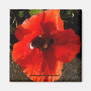 Mohnblume Magnet