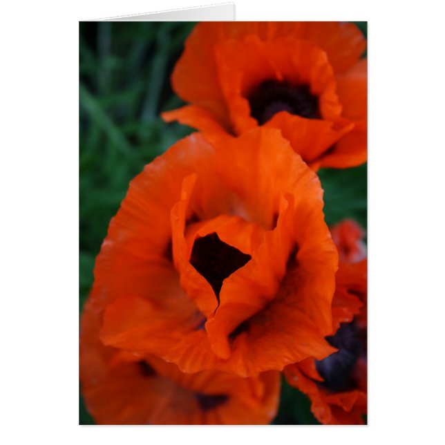 Mohnblumen (Vorne)
