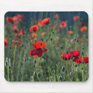 Mohnblumen auf einem Feld Mousepad