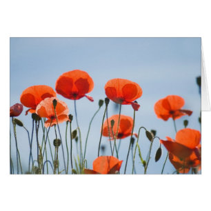 Mohnblumen auf einem Gebiet in Nidd