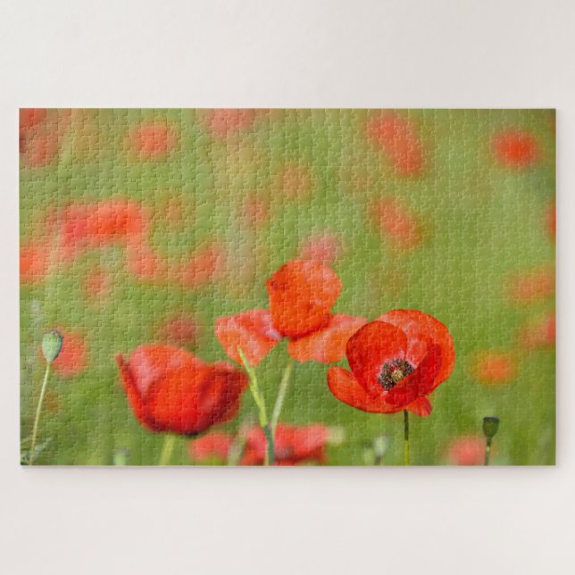 Mohnblumen auf einem Mohnblumen-Blumengebiet (Horizontal)