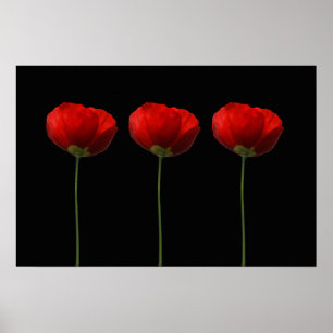 Mohnblumen auf schwarzem Plakat