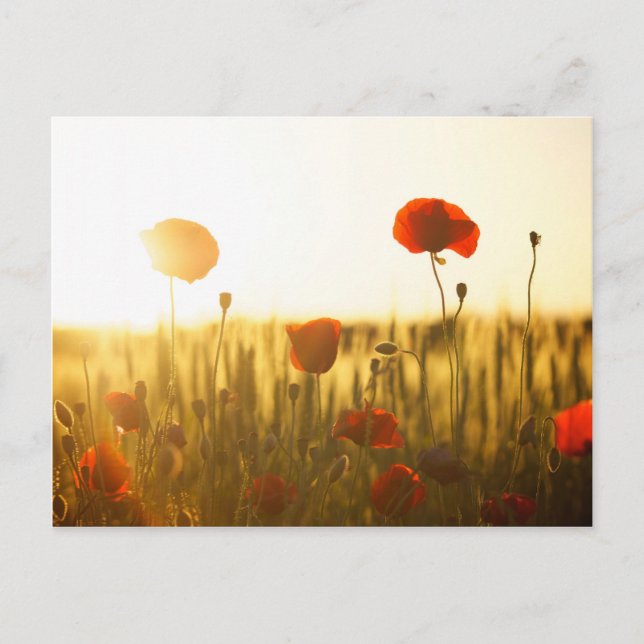 Mohnblumen bei Sonnenlicht Postkarte (Vorderseite)