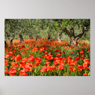 Mohnblumen Blume unter alten Olivenbäumen Poster