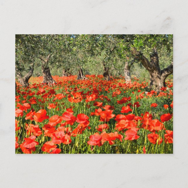 Mohnblumen Blume unter alten Olivenbäumen Postkarte (Vorderseite)