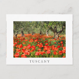 Mohnblumen Blume unter alten Olivenbäumen Postkarte