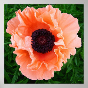 Mohnblumen-Blumen-Plakat-Druck Poster