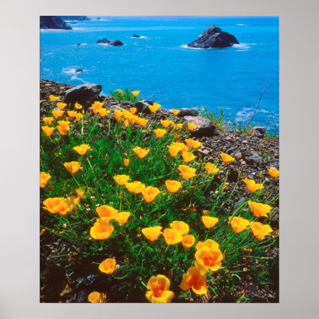Mohnblumen entlang der Pazifikküste Poster (Vorne)