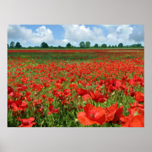 Mohnblumen-Feld-Leinwand-Druck Poster