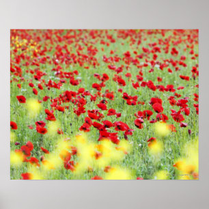 Mohnblumen-Feld, Siena, Italien Poster