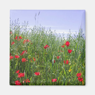 Mohnblumen-Feldmagnet Magnet