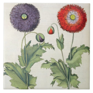 Mohnblumen: flore 1.Papaver multiplici incarnato; Fliese