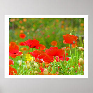 Mohnblumen grüne Wiese Fine Art Drucke