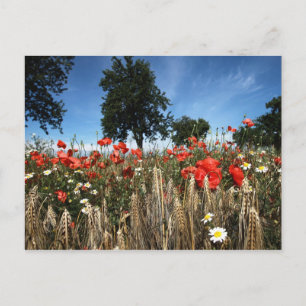 Mohnblumen im Kornfeld Postkarte