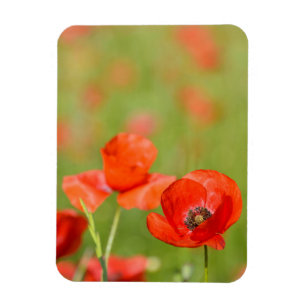 Mohnblumen in einem Hebmagneten des Magnet