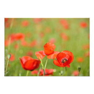 Mohnblumen in einem Mohnblumenfeld-Fotodruck Fotodruck