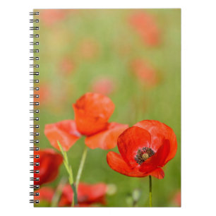 Mohnblumen in einem Mohnblumenfeldnotizbuch Notizblock
