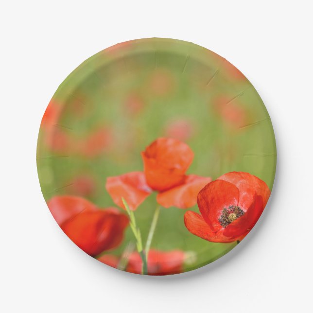 Mohnblumen in einem pappteller (Vorderseite)