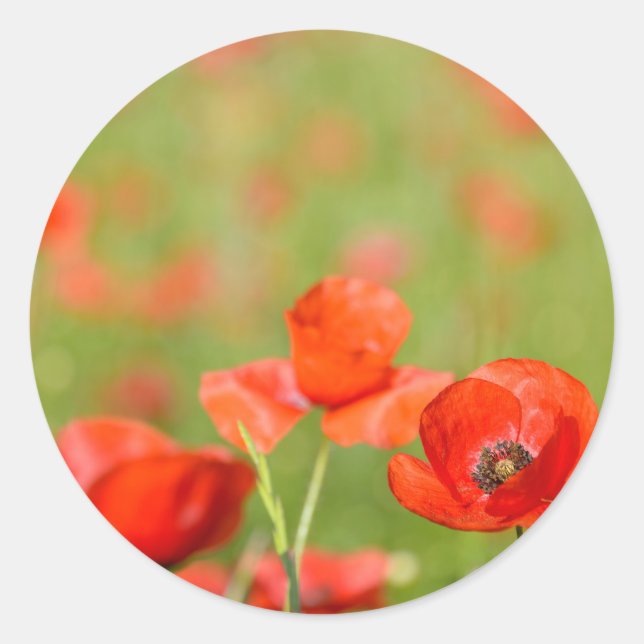 Mohnblumen in einem runden Aufkleber des (Vorderseite)