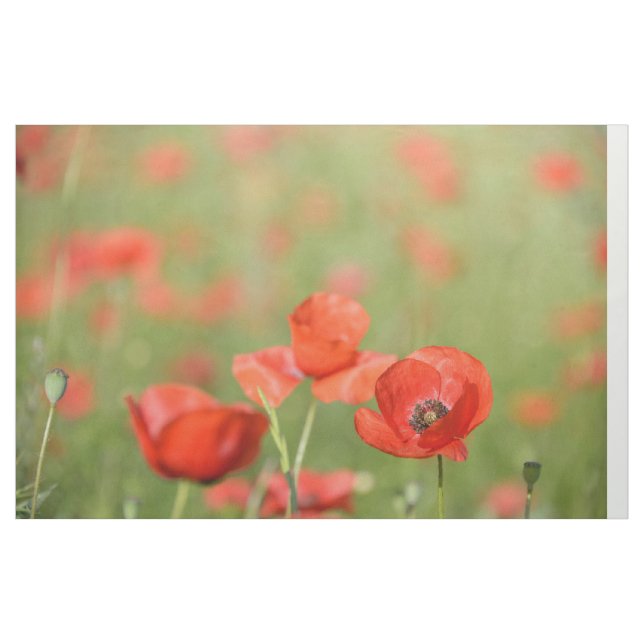 Mohnblumen in einer roten Blumenmohnblume stellen Stoff (Yard (91,4 cm))