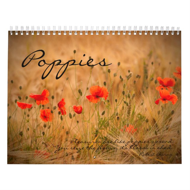 Mohnblumen in meinem Mohnblumen-Garten - Kalender (Titelbild)