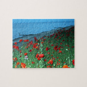 Mohnblumen in Southwold
