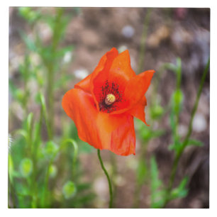 Mohnblumen-Keramikfliese Fliese