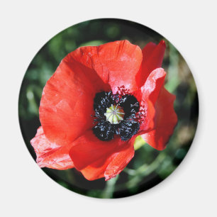 Mohnblumen-Kühlschrankmagnet Magnet