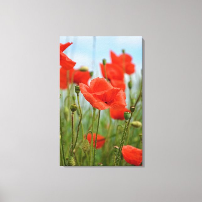 Mohnblumen Leinwanddruck (Vorderseite)