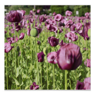 Mohnblumen-lila Blume blüht Poster