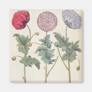 Mohnblumen: Multiplexalbumoris 1.Papaver Magnet