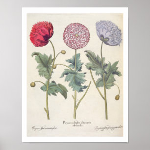 Mohnblumen: Multiplexalbumoris 1.Papaver Poster