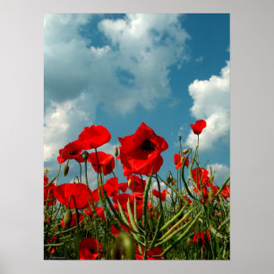 Mohnblumen Poster