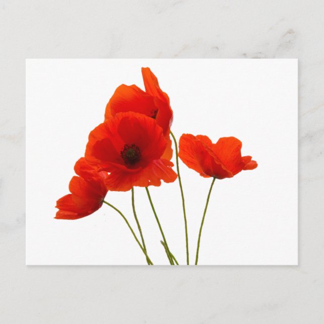 Mohnblumen Postkarte (Vorderseite)