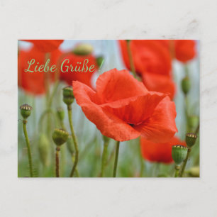Mohnblumen Postkarte