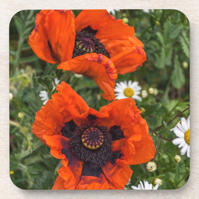 Mohnblumen und Gänseblümchenharte Untersetzer (Vorderseite)