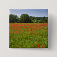 Mohnblumenfeld, Chiusi, Italien