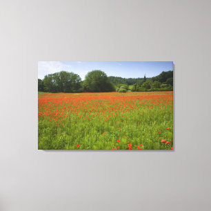 Mohnblumenfeld, Chiusi, Italien Leinwanddruck