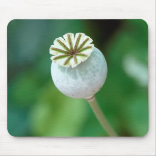 Mohnblumenkopf Samen, Westkap Mousepad