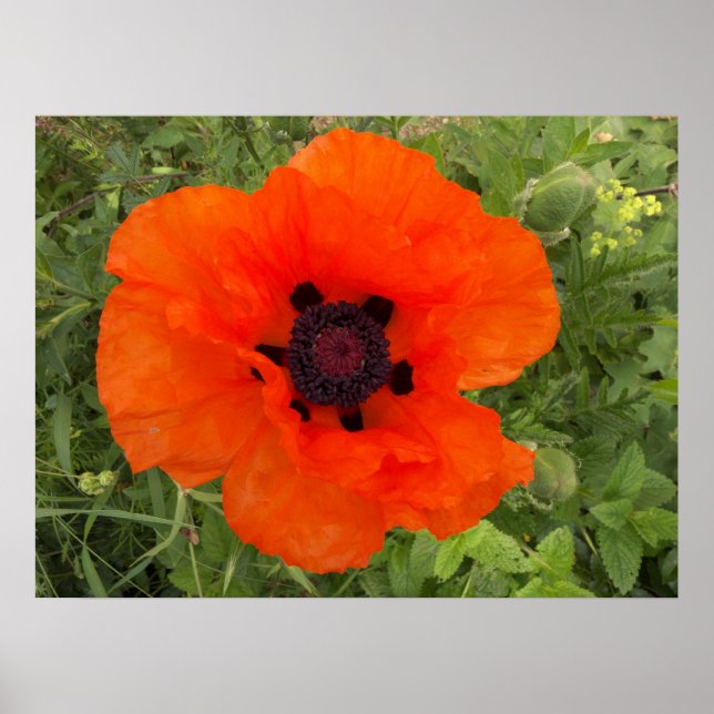 Mohnblüte Poster (Vorne)
