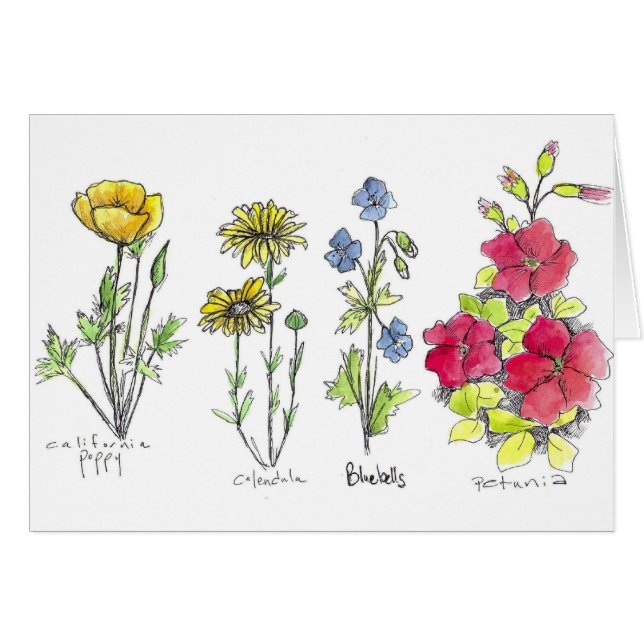 Mohnfarben-Wildblume Botanischer Tinte Zeichnend W (Vorderseite (Horizontal))