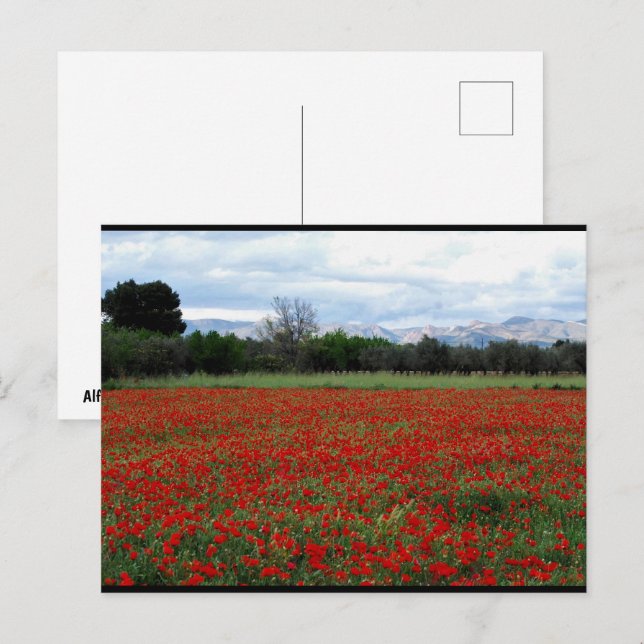 Mohnfeld Baumreihe Postkarte (Vorne/Hinten)