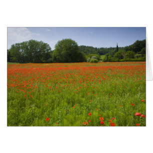 Mohnfeld, Chiusi, Italien