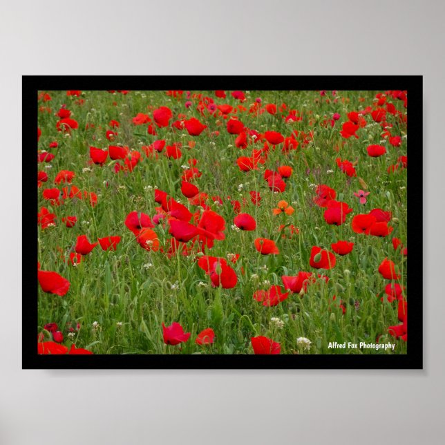 Mohnfeld Poster (Vorne)
